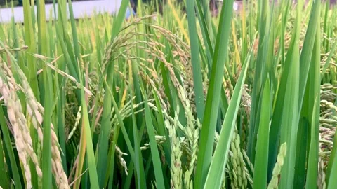 Close-up of ripening rice plants in a paddy field Видео 346043217