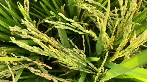 Close-up of Ripening Rice Stalks in Paddy Field Видео 346042933