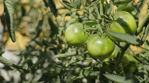 Close-up of ripening tomatoes on the vine Stock Footage 346724969