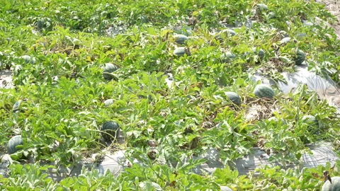 Close-up ripening watermelon. Stock Footage 333365101