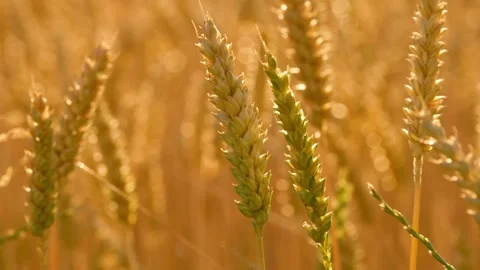 Close-up of a ripening wheat ear swaying in the wind Vídeo Stock 339065639