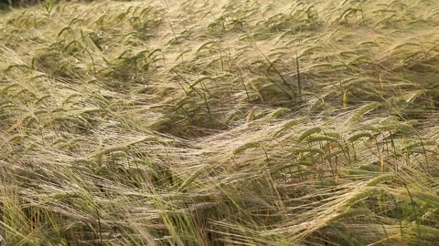 Close-up of Ripening Wheat Stock Footage 243830814
