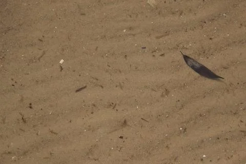 Close-up of rippled sand with leaf and shell fragments, capturing quiet natur 스톡 사진