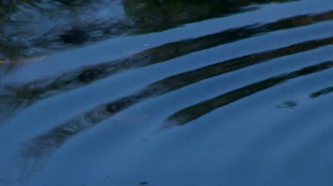 Close Up: Ripples Echo across Pond Stock Footage 32701650