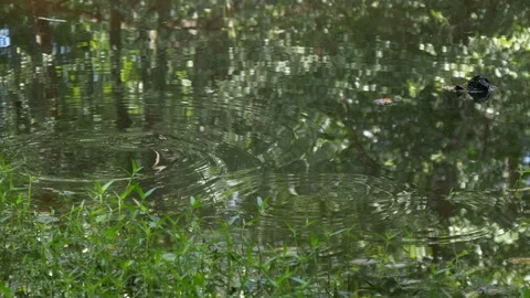 Close-up of ripples in a pond 4k Stock-Footage 94128045