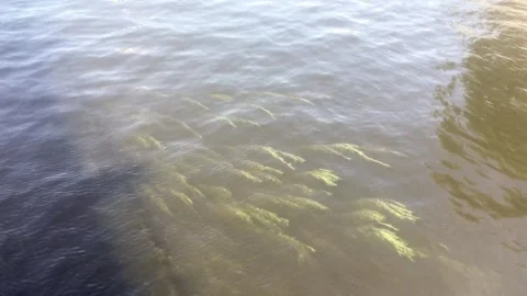 Close-up of a river with algae Video stock 299739445