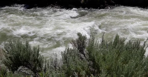 Close-up of river and plants in light breeze 4k 24fps Stock Footage 77169259