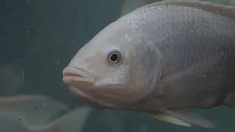 Close-up of river fish in aquarium Stockbeeldmateriaal 106018569
