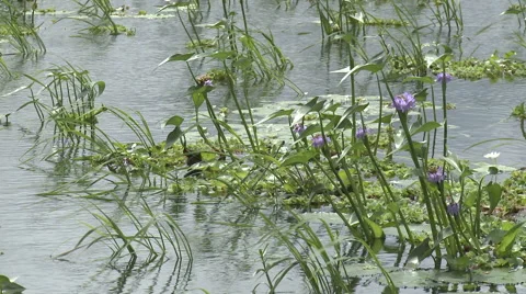 Close up of the River Ganjees Stock Footage 61850078