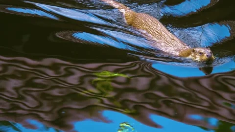 Close up of river otter. Stock Footage 139047373