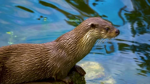 Close up of river otter. Stock Footage 139047494