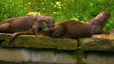 Close up of river otter. Stock Footage 139047584