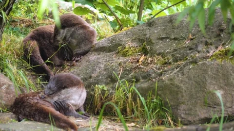 Close up of river otter Stock Footage 277266035