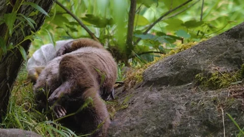 Close up of river otter in a forest Stock Footage 277253453
