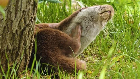 Close up of river otter in a forest Stock Footage 277253611