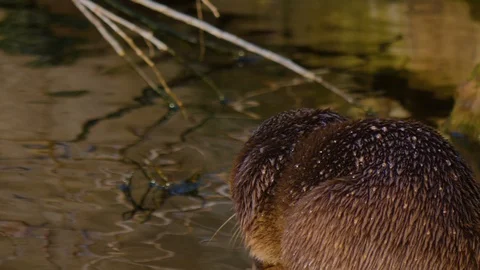 Close up of river otter on rock Stock Footage 121268852