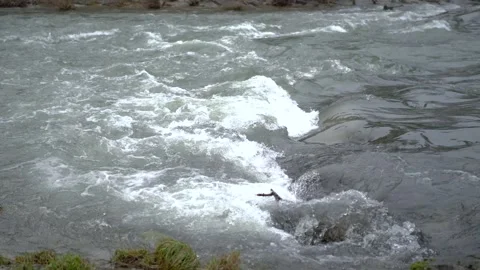 Close up of river rapids while at the beginning of flooding and high water Stock Footage 263629785
