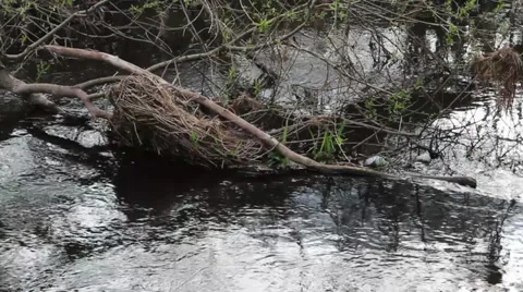 Close up River reeds 库存影片 34620213