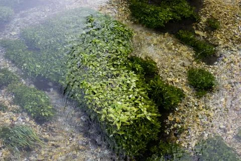 Close-up of a river, river algae on the bottom. Stock Photos