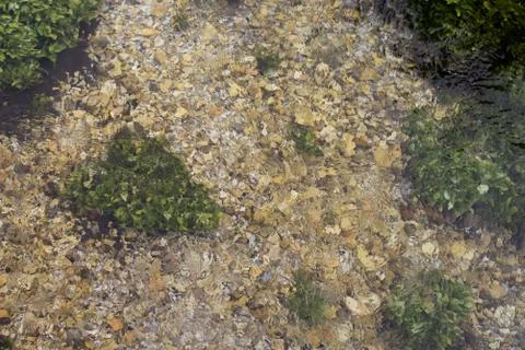 Close-up of a river, river algae on the bottom. Stock Photos