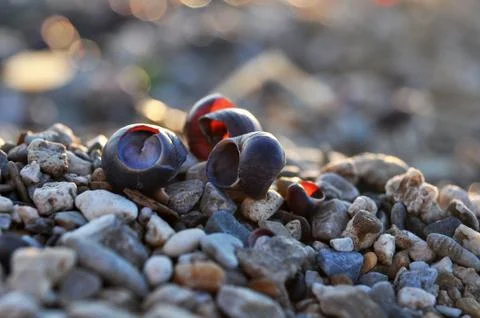 Close-up of river shells of purple color,which lie on beach on stones. Stock Photos