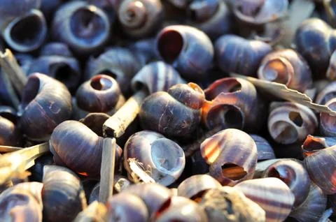 Close-up of river shells of purple-white color. Some shells have broken sides Stock Photos