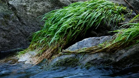 Close up of river stream. Stock Footage 80436896