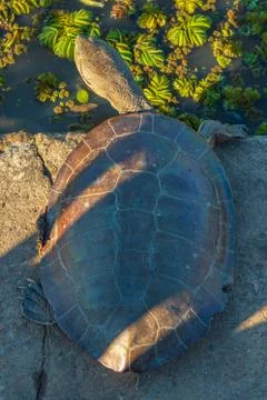 Close up of a river turtle warming up with the sunlight resting on a concrete Stock Photos