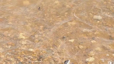 Close up for river waves on a sandy shore. Stock footage. Video stock 114751516
