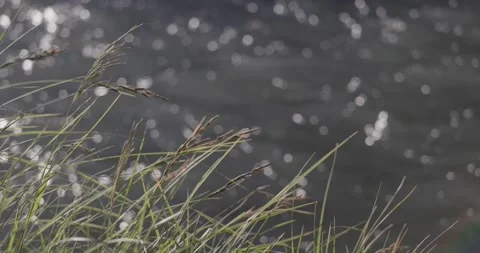 Close up of riverside grass with spectral water highlights in morning light Stock Footage 335783541