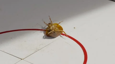 Close up roach on its back Video stock 292703961