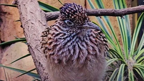 Close up of a roadrunner bird  Stock Footage 266068332