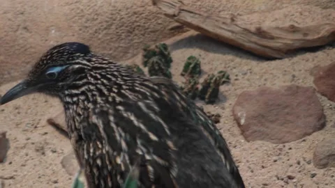 Close up of a Roadrunner bird head Stock-Footage 295988902