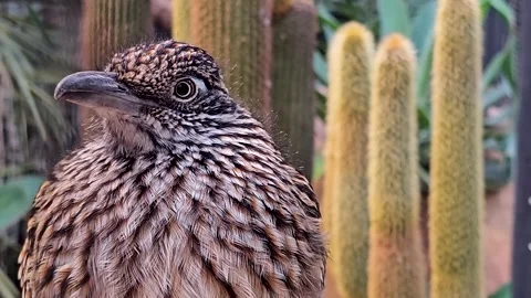 Close up of a Roadrunner head Stock Footage 294328500