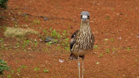 Close up of a roadrunner in motion Video stock 268742219