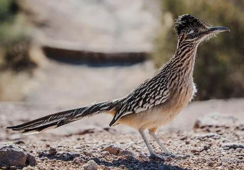 Close Up Roadrunner Foto stock