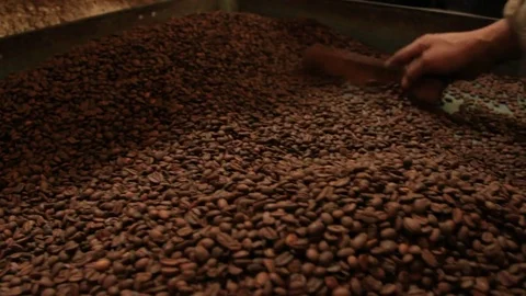 Close Up - Roasted Coffee Beans Stock Footage 73331031