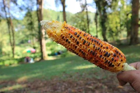 Close-up of roasted corn Stockfoto's