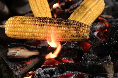 Close Up Roasting Corn on the Campfire Stock Photos