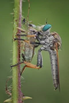 Close-up of a robber fly with its prey, Indonesia Stock Photos