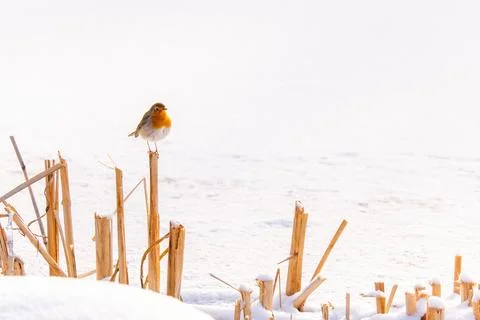 Close-up of robin bird perching on branch Stock Photos