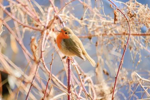 Close-up of robin bird perching on branch on tree Foto stock