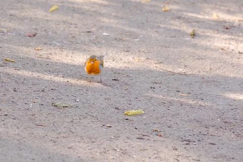 Close-up of robin bird perching on ground Foto stock