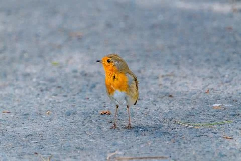 Close-up of robin bird perching on ground Stock Photos