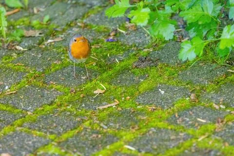 Close-up of robin bird perching on ground Stock Photos