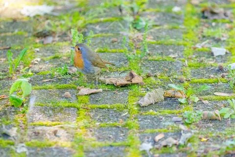 Close-up of robin bird perching on ground Stock Photos