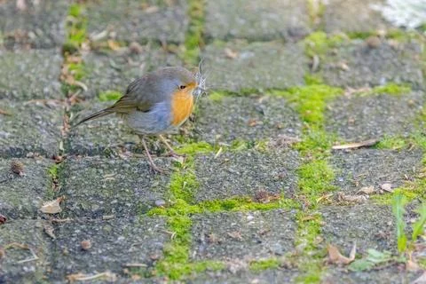 Close-up of robin bird perching on ground Stock Photos
