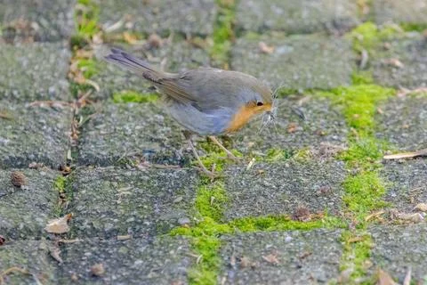 Close-up of robin bird perching on ground Stock Photos