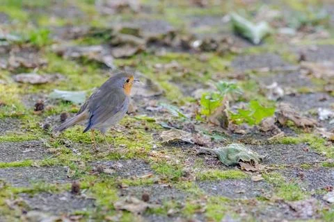 Close-up of robin bird perching on ground 스톡 사진