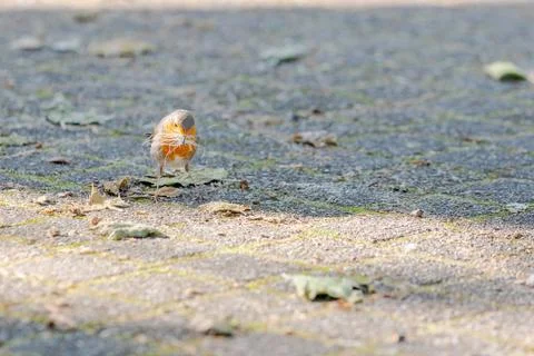 Close-up of robin bird perching on ground Stock-Fotos